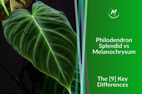 philodendron splendid vs melanochrysum